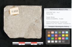 Foto (Objekt + Etikett) von Plantae indet.  (NHMW-GEO-2024-0188-11443)